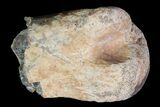 Ornithomimid Metatarsal Bone - Alberta (Disposition #-) #92796-1